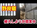 悩む盗っ人猫【野良猫】