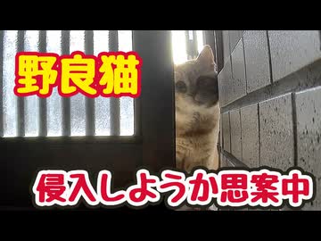 悩む盗っ人猫【野良猫】