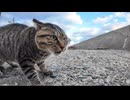 猫島の港では猫がケンカしてました