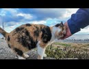 防波堤の三毛猫ちゃん頭と背中交互に撫でさせてカワイイ