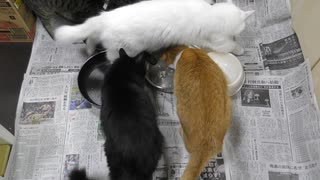 今週のおやつ（本隊）【蒼民家の猫々】