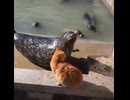 ホモと見る色々おかしい動物の世界