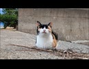海辺にいた三毛猫ちゃん、撫でると喜んで膝の上に乗ってきた #猫 #猫島