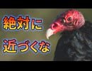 ヒメコンドルに近づいてはいけない理由がこちら【解説動画】