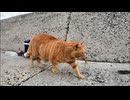 魚を貰ったけど他の猫に睨まれて食べれない猫 #猫 #猫島