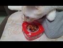 拾いねこ＠生後4506/431日目 ゆきち接近で怒る月にょん。