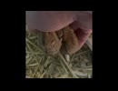 戯れるだけ