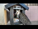 猫地蔵 #猫 #猫島