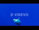 A Bottlenose Dolphin swimming to the surface from the deep - underwater