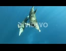 A Pair Of Bottlenose Dolphins Swimming Under The Bright Blue Sea - underwater - slow motion