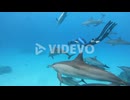 Snorkeler Under The Sea With Group Of Bottlenose Dolphins Swimming