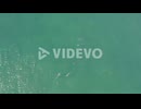 Pod Of Bottlenose Dolphins Swimming Underwater