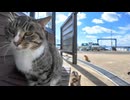 猫島のフェリー乗り場のベンチに座ると猫が隣に寄ってきて楽しい