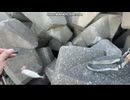 2024.12アジ入れ食い