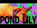 POND LILY／ゲキヤク、波呂