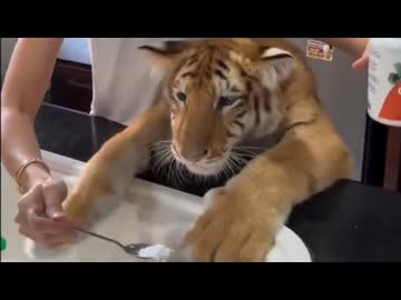 ホモと見るペットのエサに謎の白い粉を混ぜる飼い主