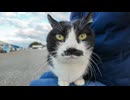 髭のハチワレ猫ちゃん、顔見るとすぐに膝の上に乗ってきた #猫