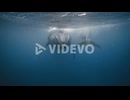 Large Female Humpback Whale With Her Calf