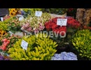 Flower Market Bouquets in Amsterdam