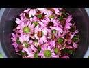 woman puts collected echinacea flowers in bucket