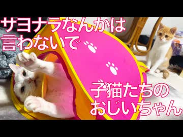 子猫たちのおじいちゃん、サヨナラは言わないべ