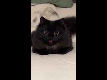 ホモと見るイヌみたいなネッコ