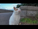 手を差し出すと頭突きしてくる野良猫