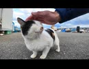 漁港にいるハートマークの三毛猫ちゃんはいつも寄ってきてカワイイ