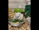 キャベツ食べるだけ