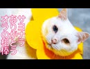 オッドアイの猫型珍獣、長年の相棒とお別れをする