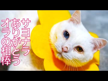 オッドアイの猫型珍獣、長年の相棒とお別れをする