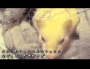 チョビっと小さな幸せとそんなむーさんに癒されて