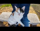 海辺の公園でベンチに座ると三毛猫ちゃん膝の上に乗ってきた #猫