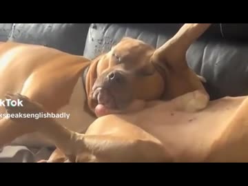 ホモと見るタマを枕にして爆睡してしまう犬