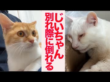 猫型珍獣じいちゃん、不調に倒れて子猫とお別れする