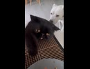 ホモと見る悲しそうなネコ