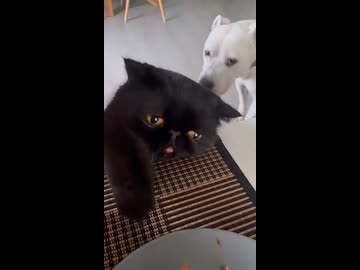 ホモと見る悲しそうなネコ