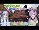 セイカさん達と鳥の栖から羽ばたいてみよう Part.10【紅葉狩り】