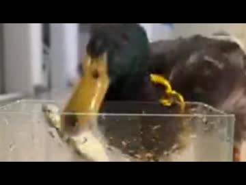 ホモと見る鳥界隈のドカ食い気絶部