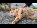 草むらに座っていた茶トラ猫ちゃん、顔を見るとモフられに出てきた