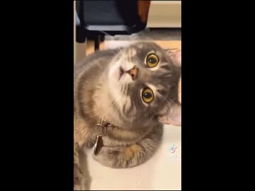 ホモと見る初めて見たチョコが気になって仕方ない猫