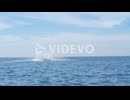 Humpback Whale breach