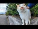 顔を見ると高い段に上って撫でられようとする野良猫がかわい過ぎる