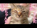 珍獣おじいちゃん、孫娘猫に狩られる
