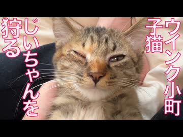 珍獣おじいちゃん、孫娘猫に狩られる
