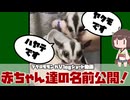 【 #フクロモモンガ 】赤ちゃんの名前の紹介なのです！【 #おつモモンガ 】【 #shorts 】