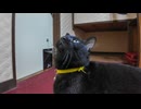 【猫旅館】部屋で寛いでいると黒猫ちゃんが部屋に遊びに来た