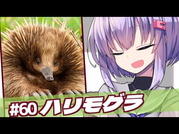 ひとくち動物図鑑#60　ハリモグラ～アレが4本～　[VOICEROID解説]