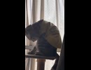 ダウナー気味の毛繕い？環境音注意