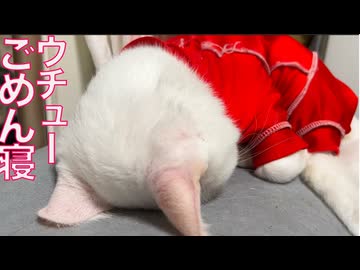 珍妙ウチューネコ、ウチューごめん寝をする